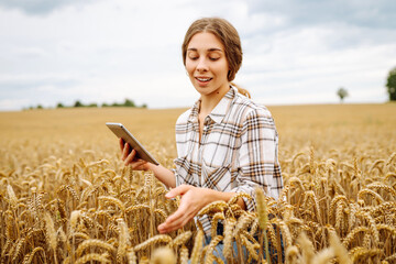 Naklejka na ściany i meble Woman farmer with digital tablet in agricultural field. Young woman agronomist in a wheat field checking crop growth with a modern tablet. Smart farm