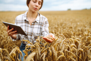Woman farmer with digital tablet in agricultural field. Young woman agronomist in a wheat field...