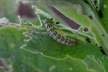 Königskerzen-Mönch (Cucullia verbasci)