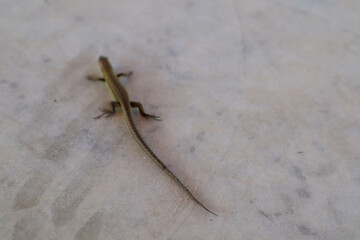 small cute lizard on a stone floor close up view