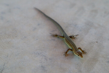 small cute lizard on a stone floor close up view