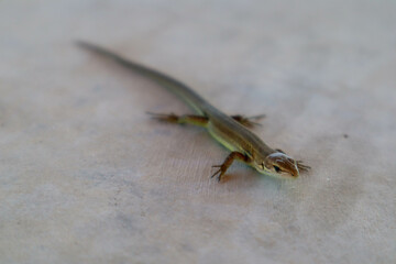 small cute lizard on a stone floor close up view