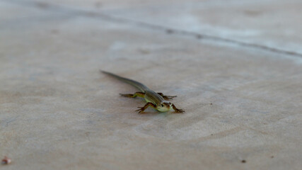 small cute lizard on a stone floor close up view