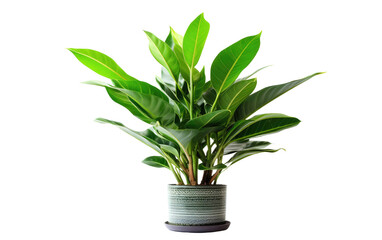 ZZ Plant In container on Transparent PNG