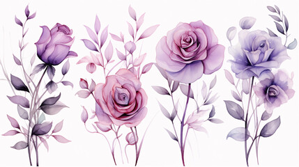 set watercolor elements of pink and purple roses collection garden flowers leaves; branches. Botanic; illustration, eucalyptus Wedding floral design, white background