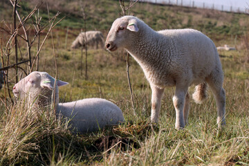 Fototapeta premium Lambs