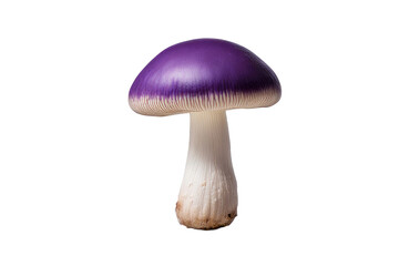 a quality stock photograph of a single purple mushroom isolated on a white background