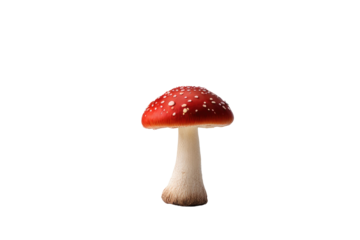 a quality stock photograph of a single red mushroom isolated on a white background