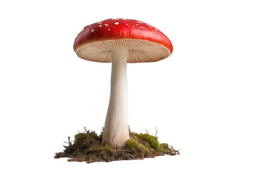 a quality stock photograph of a single red mushroom isolated on a white background