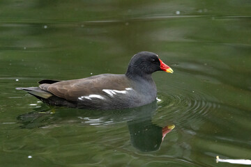 Teichhuhn (Gallinula chloropus)