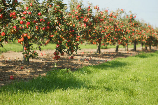 Norfolk red apple tree orchard
