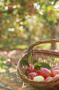 Wicker trug with red apples
