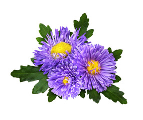 Purple aster flowers in a floral arrangement isolated on white or transparent background