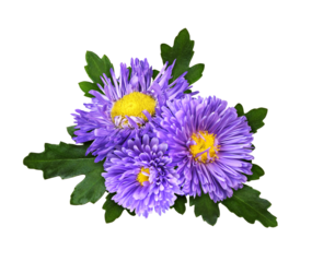 Purple aster flowers in a floral arrangement isolated on white or transparent background