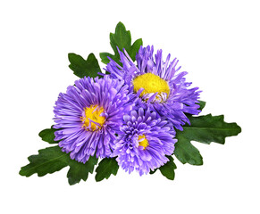 Purple aster flowers in a floral arrangement isolated on white or transparent background