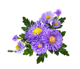 Purple aster flowers in a floral arrangement isolated on white or transparent background