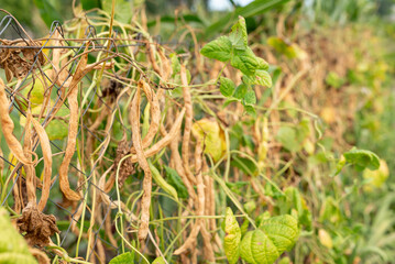 Close up of ripe haricot on fence in countryside. Growing haricot at private garden