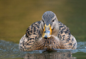 Stockente (Anas platyrhynchos)  
