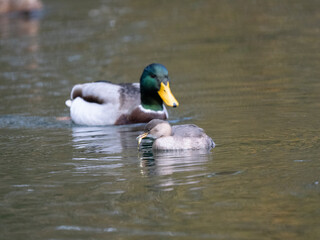Zwergtaucher (Tachybaptus ruficollis) und Stockente (Anas platyrhynchos)