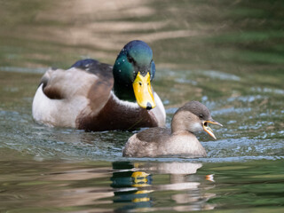Zwergtaucher (Tachybaptus ruficollis) und Stockente (Anas platyrhynchos)
