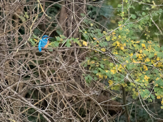 Eisvogel (Alcedo atthis)