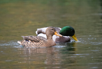 Stockente (Anas platyrhynchos)  