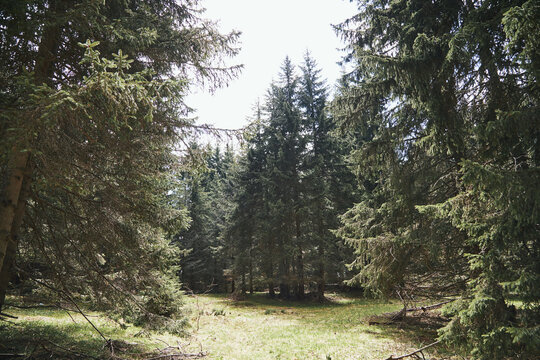 Coniferous woods and forest trees.