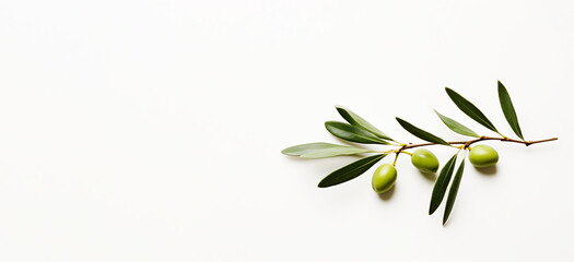 Rama de olivo con aceitunas. - obrazy, fototapety, plakaty