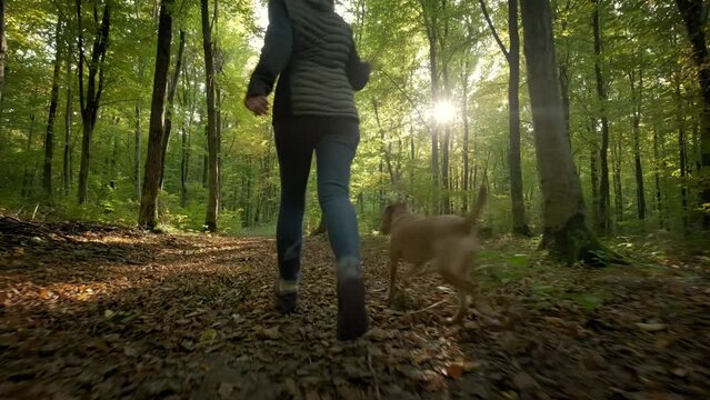 Woman feet walking the dog in the park forest. travel concept. slow motion footage