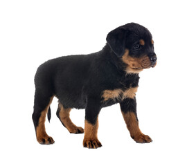 Fototapeta premium puppy rottweiler in studio