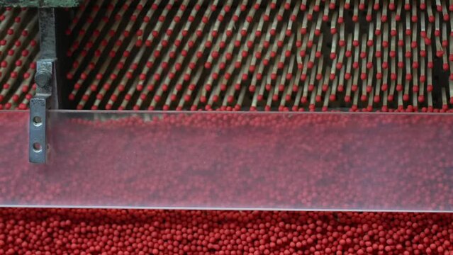 A mechanized line for the production of matches, where the blanks are sorted and the composition of the match head is skillfully applied to obtain a stable result.
