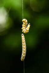 Spindle Ermine (Yponomeuta cagnagella) Caterpillar larva hanging from trees