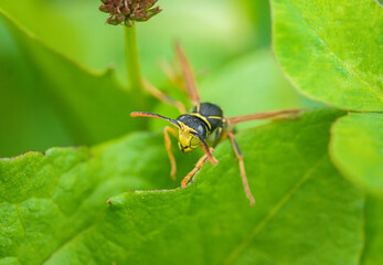 The wasp is sitting on green leaves. The dangerous yellow-and-black striped common Wasp sits on leaves....