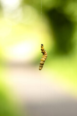 Spindle Ermine (Yponomeuta cagnagella) Caterpillar larva hanging from trees