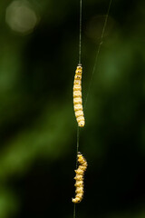 Spindle Ermine (Yponomeuta cagnagella) Caterpillar larva hanging from trees