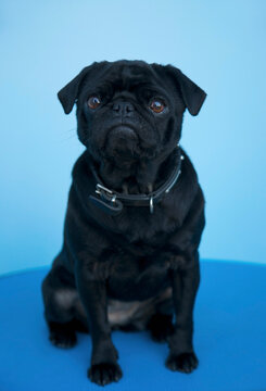 Portrait of a black pug sitting
