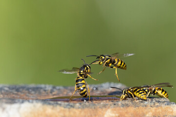 Deutsche Wespe (Vespula germanica)