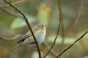 Zilpzalp oder Weidenlaubsänger (Phylloscopus collybita)