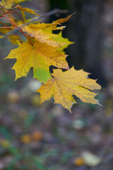 Tree branches with yellow leaves on the background of park.