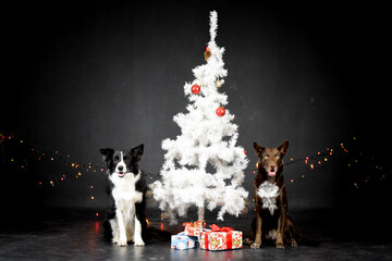 christmas photo of dogs in photo studio with white christmas tree. Black background in photo...
