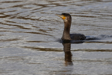 Kormoran (Phalacrocorax carbo)