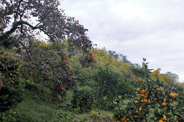 Fototapeta na wymiar 長崎の柿木とミカン畑