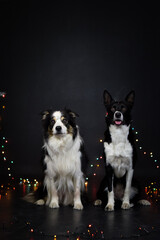 christmas photo of dogs in photo studio with colorful lights. Black background in photo studio. 