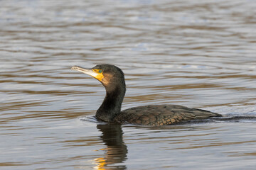 Kormoran (Phalacrocorax carbo)