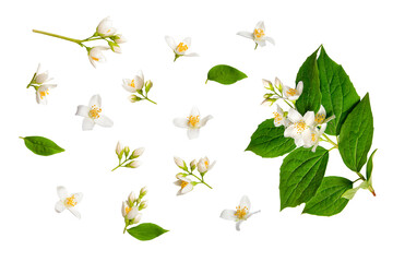 Set of beautiful jasmine flowers and branches isolated on white background closeup. Top view. Copy space