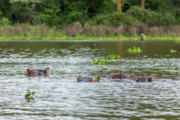 hippopotamus in the lake, cooling down, watching