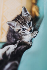 Portrait d'un adorable petit chaton rayé tigré aux yeux bleus à la maison