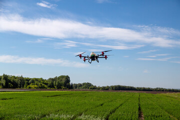 Fototapeta na wymiar Agriculture drone fly to sprayed fertilizer on the fields. Industrial agriculture and smart farming