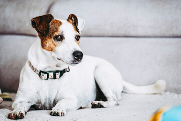 Petit chien de race jack russell terrier assis sur le canapé - obrazy, fototapety, plakaty