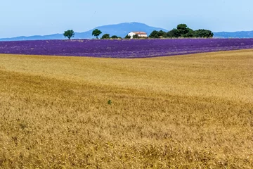 Fotobehang Paysage provençal du plateau de Valensole  © Unclesam